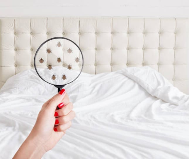 bed bug magnifying glass