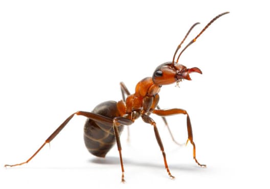 One Ant