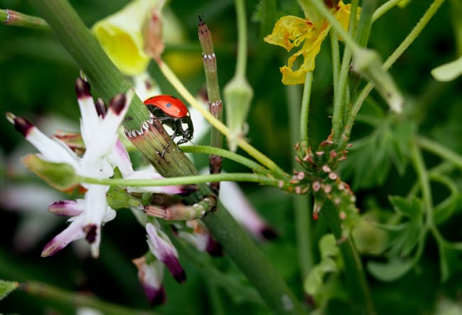 Beneficial Bugs in Your Garden