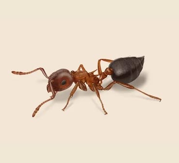 Acrobat-Ant