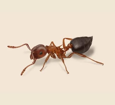 Acrobat-Ant - Only Bugs Acrobat-Ant