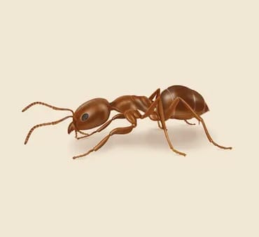 Argentine-Ant