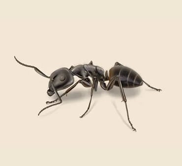 Carpenter Ant