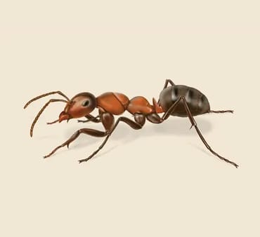 Field-Ant Field-Ant
