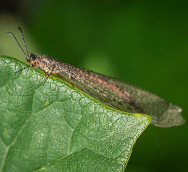 Adult Antlion