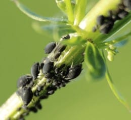 Black bean aphid