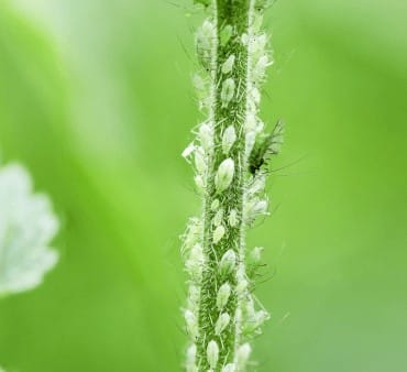 Cabbage aphid