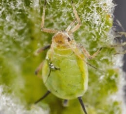 Cotton aphid