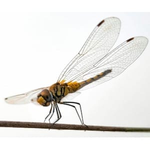 Dragonfly-rare Dragonfly at rest