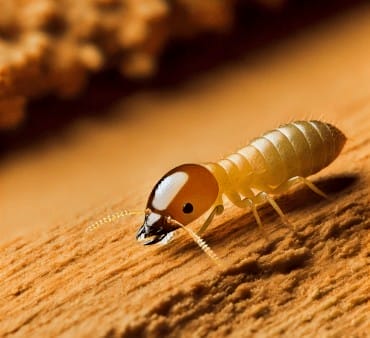 Formosan termite creeping