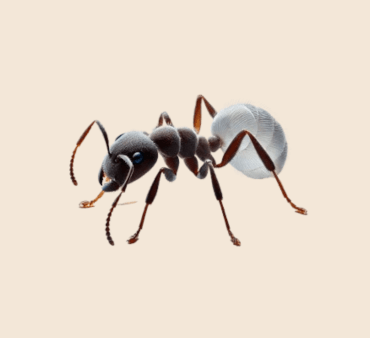 Ghost ant white - Only Bugs