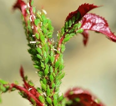 Green peach aphid