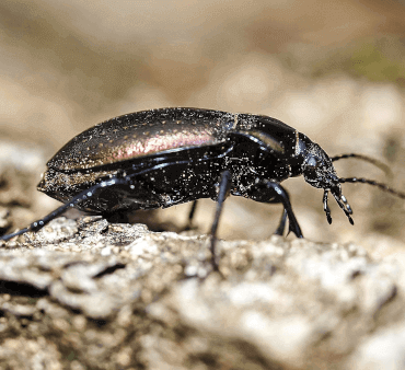 Black Beetle on ground