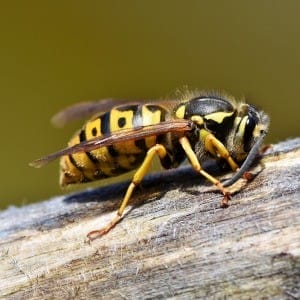 A large stinging Hornet