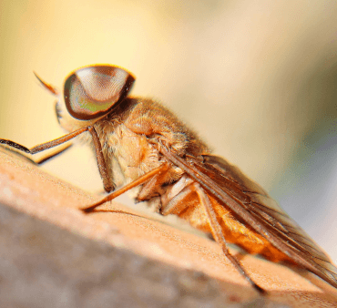 Horse fly resting