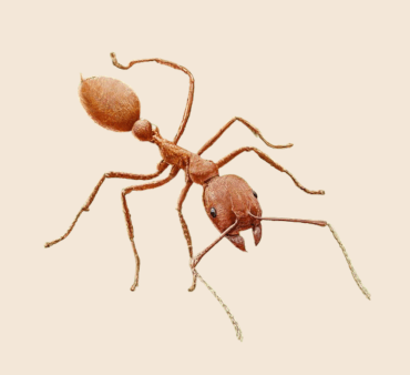 Brown leaf cutting ant