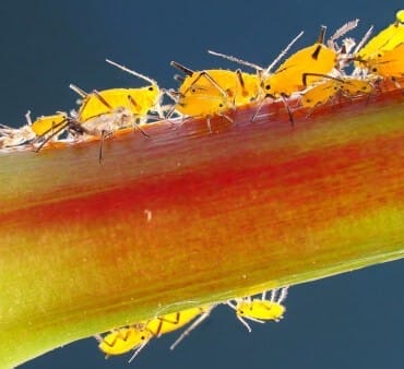 Melon yellow aphids