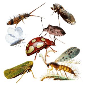 Miscellaneous bugs Multiple kinds of bugs