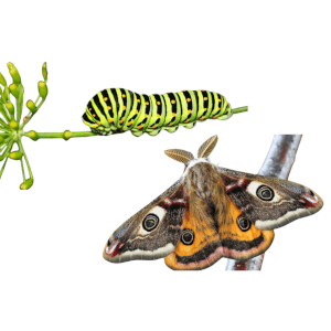 Close up Image for Moth and Caterpillar