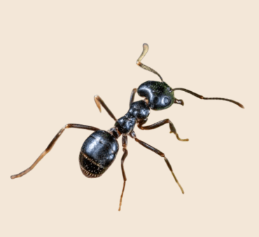 Odorous black ants