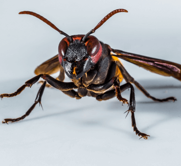 Paper wasp stinger