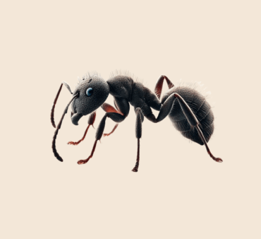 Pavement black ant