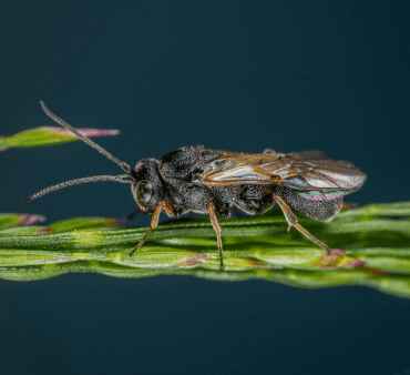 Pirate bug on plant