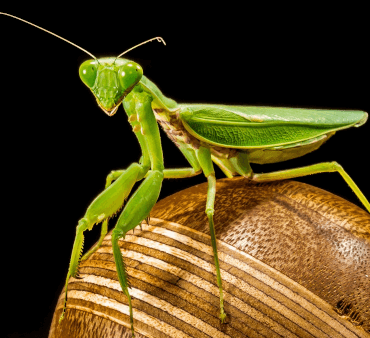 Praying Mantis on wood