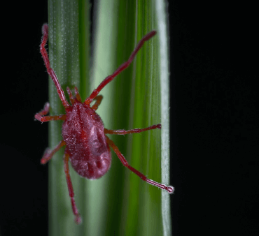 Mite on Leaf