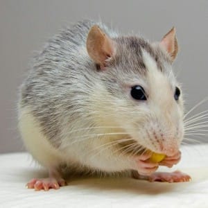 White and gray rodent