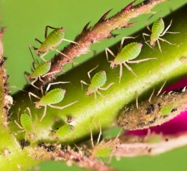 Up close image for rose aphid