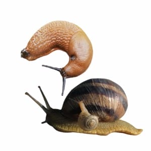 Slug and snail together