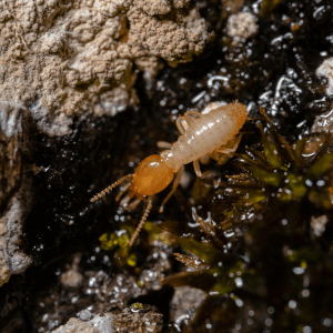 Crawling termite