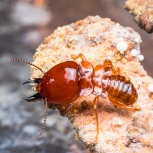 Light brown termite