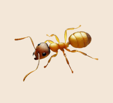 Image of thief ant crawling