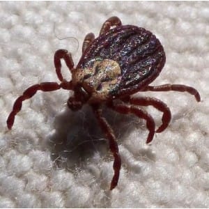 Ticks crawling on bed