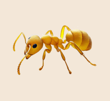 Yellow ant - Only Bugs Image of yellow ant