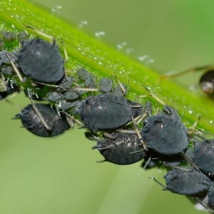 A colony of aphids