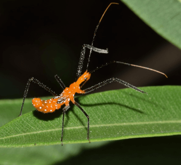 Orange bug on leaf