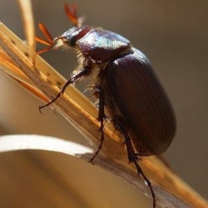 Brown beetle oval shape