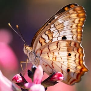 Beautiful patterened wings butterfly