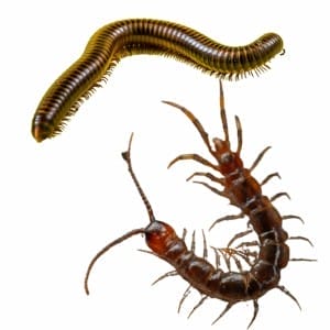 centipede and millipedes Multi-legged centipede and millipede