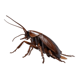 Brown black cockroach