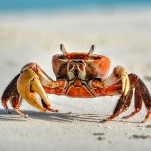 Crustacean on white shore