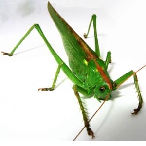 Green grasshopper