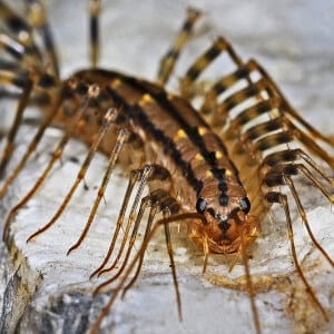 Crawling house centipede