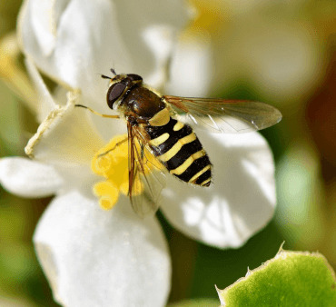 hoverflies resting on white flower