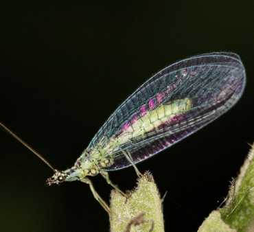 Transparent Wings