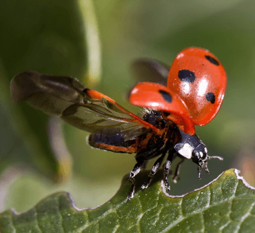 Open Wings ladybug