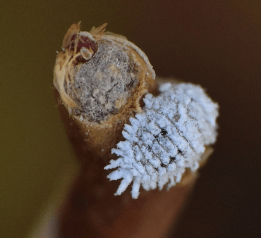 mealybug on plant